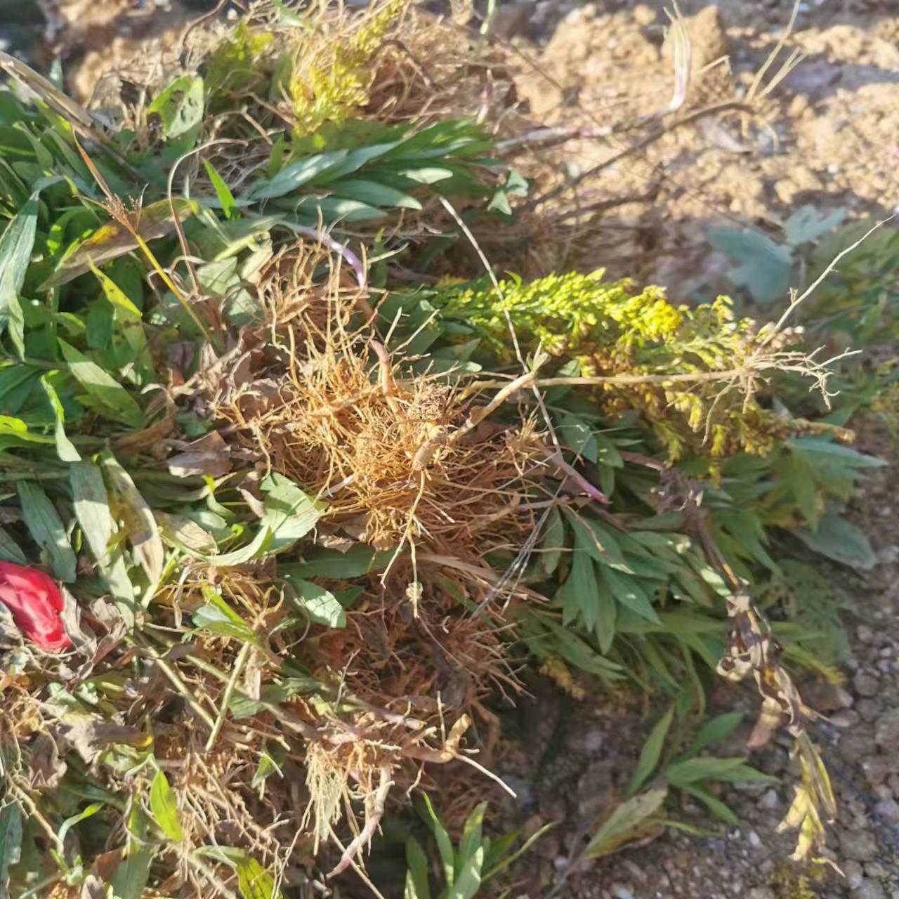 yL23411永利集团官网登录